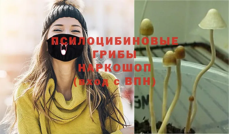 наркошоп  Мариинский Посад  Галлюциногенные грибы Psilocybine cubensis 